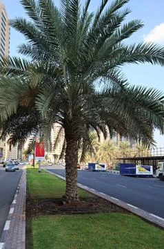 Irrigation system palm. Fotos de archivo
