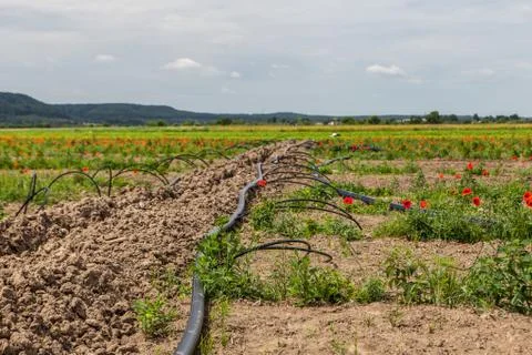 Irrigation system on raspberry planted field Stock Photos