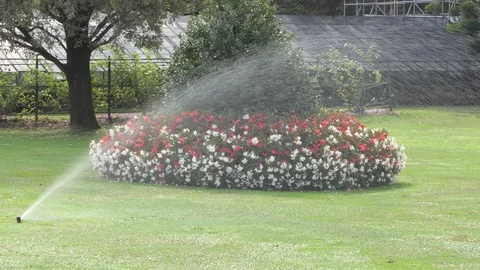 Irrigation system for rose gardens Stock-Footage 119815497
