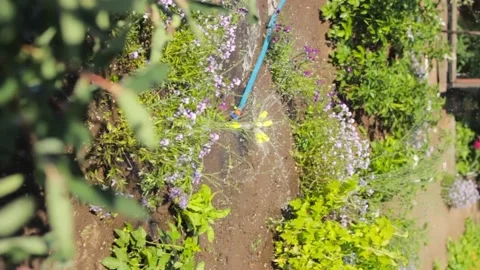 Irrigation system with spinning technology for garden refreshing, watering Video stock 170663007