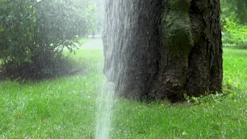 Tree Growth System Stock Video Footage | Royalty Free Tree Growth ...