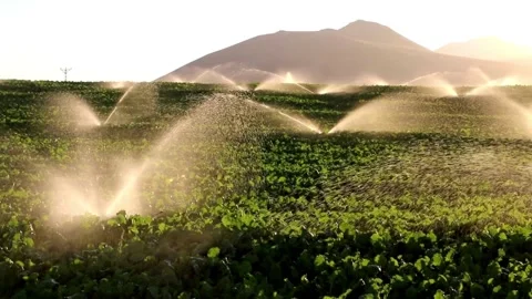 Irrigation System Spraying Water Over Growing Crop in a Field at Sunset Garden Video stock 334656904