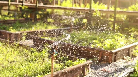 Irrigation System Spraying Water Over Growing Crop in a Field at Sunset Garden Video stock 334657522