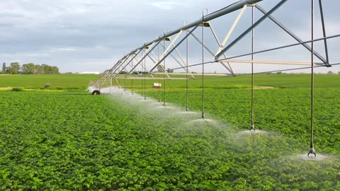 Irrigation system spraying water on potato plants at sunset . Agribusiness Farm Stock Footage 156819570