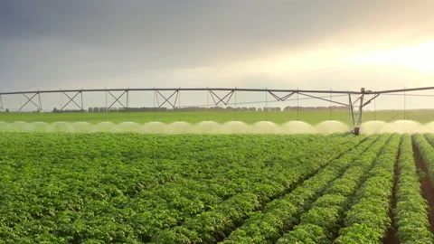 Irrigation system spraying water on potato plants at sunset . Agribusiness Farm Stock Footage 156820437