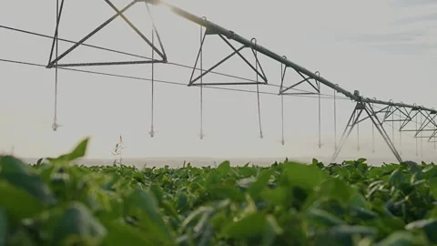 The irrigation system sprays water over the green crops, keeping the crops well Stock Footage 319331059