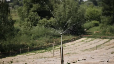 Irrigation system sprinkler refreshing the plants on the snail farm. Creating a Stock Footage 245383407