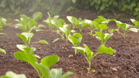 Irrigation system sprinkler watering a cabbage field. Stock Footage 148772365