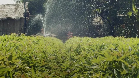 Irrigation system sprinkling growing plants in vegetable garden at summer slow Stock Footage 130656117