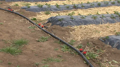 Irrigation system for strawberries Stock-Footage 38302809
