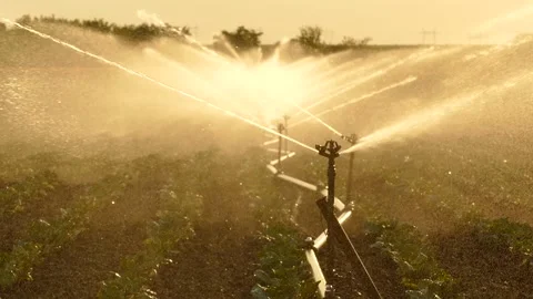 Irrigation System Watering Cabbage Field Stock Footage 206461083