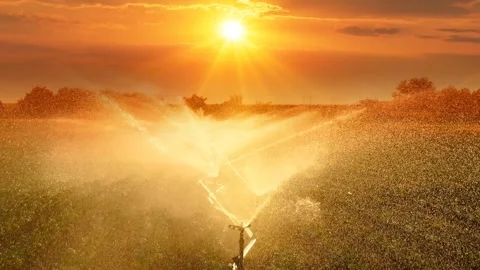Irrigation System Watering Cabbage Field At Sunset Stock Footage 206461289