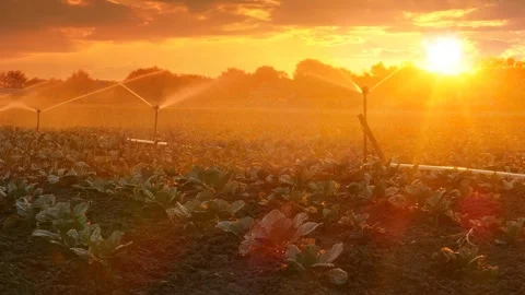 Irrigation System Watering Cabbage Field At Sunset Video stock 304420207