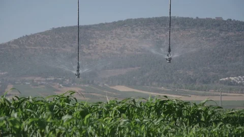 Irrigation system watering corn in a field in Israel Vídeos de archivo 85587578