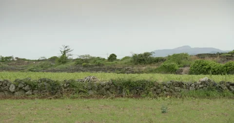 Irrigation system watering corn field, Jeju do, South Korea Stock-Footage 141442079