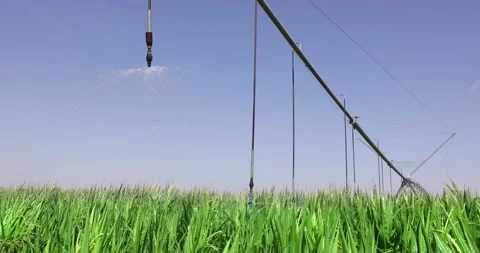 Irrigation System Watering Corn Field Slow Motion Stock Footage 199272222