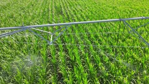 Irrigation System Watering Corn Field Stock Footage 199284649
