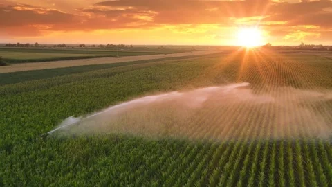 Irrigation System Watering Corn Field At Sunset Stock Footage 201590377