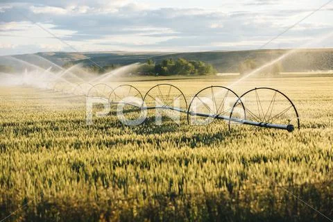 Irrigation System Watering Crops On Farm Field