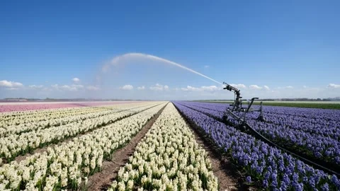 Irrigation system watering flower rows in a field. Stock Footage 337349898