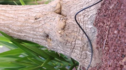 Irrigation system for watering plants. Automatic sprinkler. Stock Footage 196101300