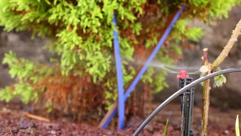 Irrigation system for watering plants. Automatic sprinkler. Stock Footage 196572789