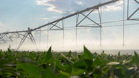 The irrigation system waters crops with an irrigation system while sunlight Stock Footage 316151973