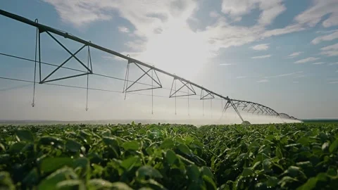 The irrigation system waters the green crops while the sun shines. Under the sun Video stock 319329894