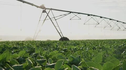 The irrigation system waters the green crops, with the irrigation system evenly Stock Footage 320065890