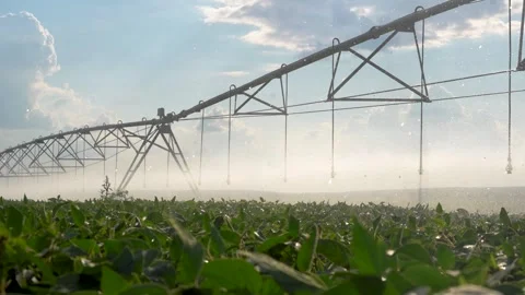 An irrigation system waters green crops, with the irrigation system spraying Video stock 320069718