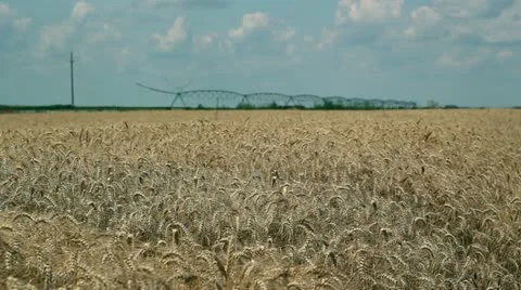 Irrigation System In Wheat Field Stock Footage 11983791