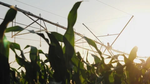 Irrigation system at work Stock Footage 111713066