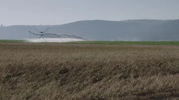 Irrigation system at work in a Israeli corn field, afternoon sun, wide-angle Stock Footage 85617947