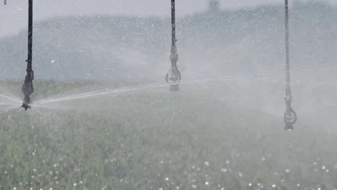 Irrigation system at work watering corn in a field in Israel Stock Footage 85606455
