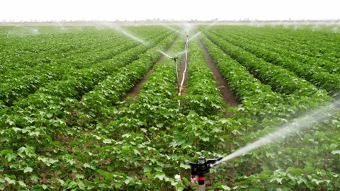 Irrigation system working on cotton crop cultivation Stock Footage 204095946