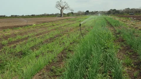 IRRIGATION SYSTEMS ON THE FARM Stock Footage 306694924