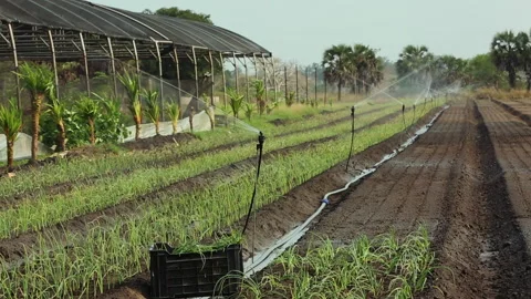 IRRIGATION SYSTEMS ON THE FARM Stock Footage 306694993