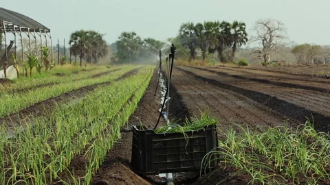 IRRIGATION SYSTEMS ON THE FARM Stock Footage 306695074