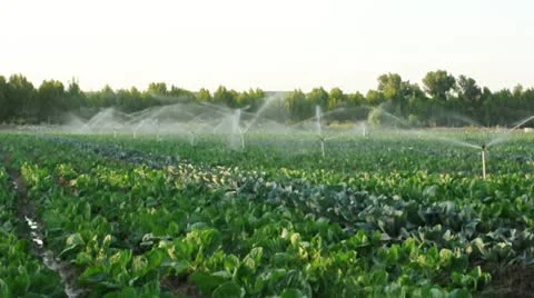 Irrigation systems in a green garden Stock Footage 12465855