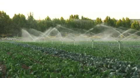 Irrigation systems in a green vegetable garden Stock Footage 12464419