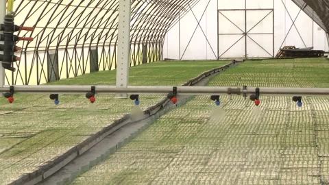 Irrigation technology in the greenhouse Stock Footage 203413668