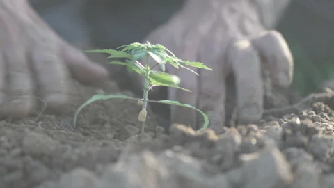 Irrigation of transplanted Cannabis for root establishment Stock Footage 315973357