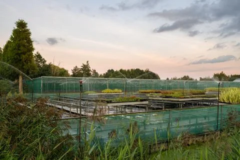 Irrigation of a Tree Nursery Stock Photos