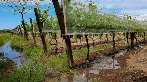 Irrigation by unevenness of vineyards Stock Photos