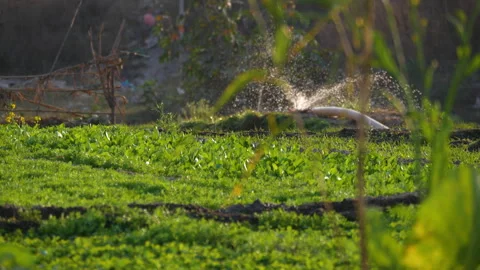 Irrigation on a vegetable field with a pump water through a pipe sprinkling Stock Footage 285696110