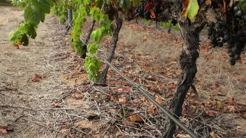 Irrigation in a vineyard Stock Footage 162454885