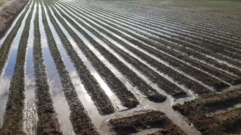Irrigation water channel Stock-Footage 170069099