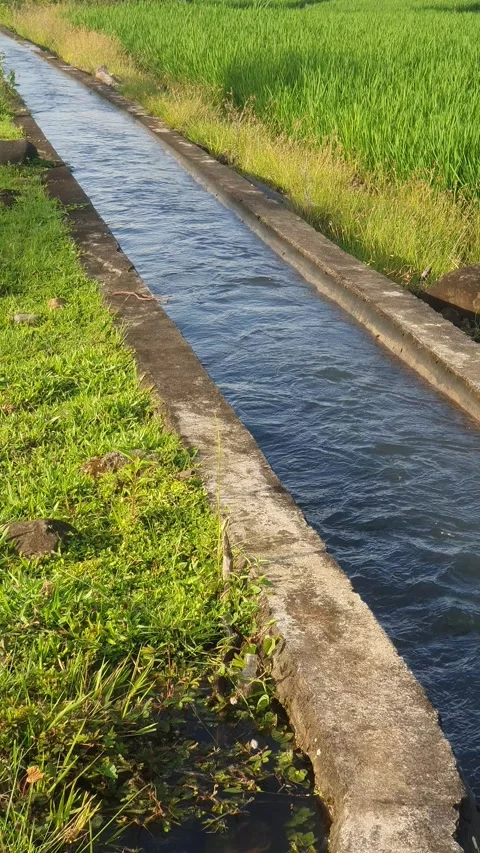 Irrigation water channels in the rice fields in the village Stock Footage 329321592