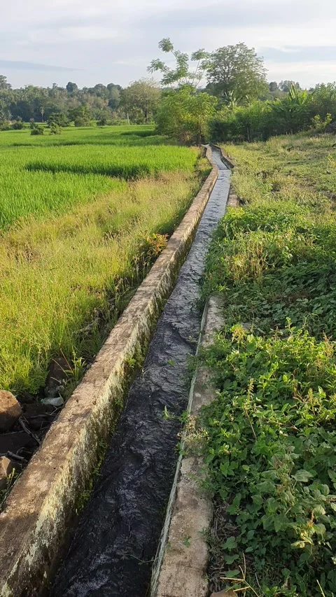 Irrigation water channels in the rice fields in the village Stock Footage 329321885