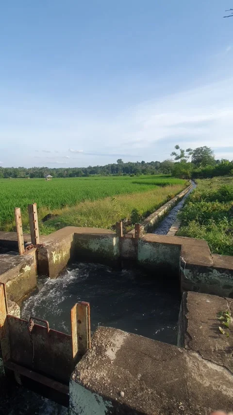 Irrigation water channels in the rice fields in the village Video stock 329321945